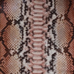 Питон натуральный коричневый с серым
