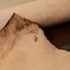 Воріт ВРХ Vegetale TAMPONATO коричневий CHESTNUT 1.4-1.6 глянець